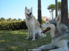 Busco perra para mi perro husky - España - mejor precio | unprecio.es