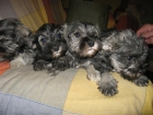 Cachorros Schnauzer mini - mejor precio | unprecio.es