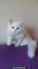 ofereixo gat persa blanc per a monta - mejor precio | unprecio.es