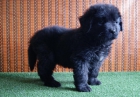Terranova de calidad cachorros nacionales - mejor precio | unprecio.es