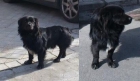 URGENTE, se regala perro en Cullar Vega (Granada)‏ - mejor precio | unprecio.es