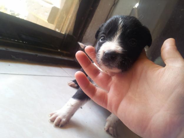 vendo cachorros de border collie