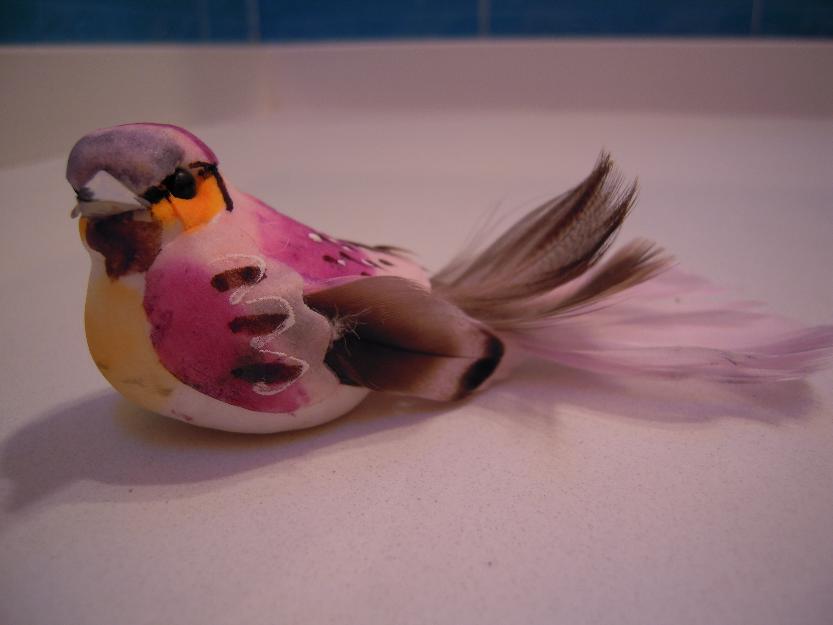 Pájaro