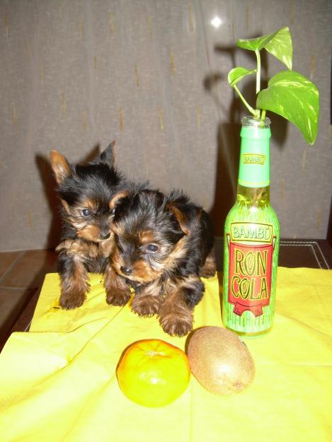 295 eur YORKSHIRE MINI TOY PRECIOSOS!
