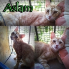 ASLAM, hermoso gato de pelo largo de 4 meses en adopción. - mejor precio | unprecio.es