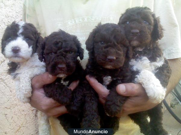 Autenticos cachorros de agua,perfectos,no dan alergia.