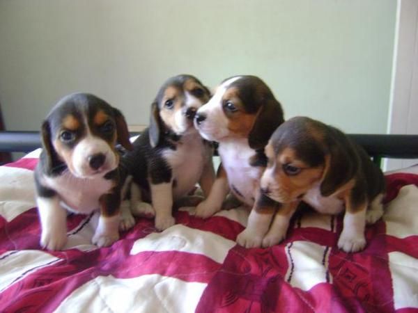 COCKER INGLES 200E, BEAGLE HEMBRA 250 E, WESTY 400E, SHIH TZU 350E, BOXER 250E, YORKSHIRE TERRIER ENANO CON PEDIGRE 400E