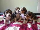 COCKER INGLES 200E, BEAGLE HEMBRA 250 E, WESTY 400E, SHIH TZU 350E, BOXER 250E - mejor precio | unprecio.es