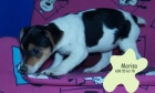 Jakc rassell,cachorros increibles ¡Pura raza - mejor precio | unprecio.es