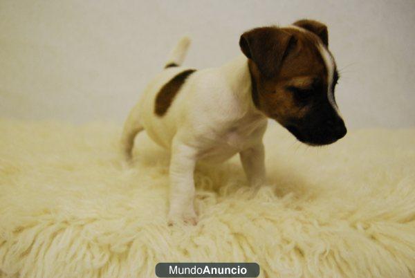 Mini jack russell terrier pelo y patas cortas con 2 mese