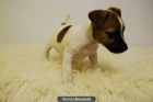 Mini jack russell terrier pelo y patas cortas con 2 mese - mejor precio | unprecio.es