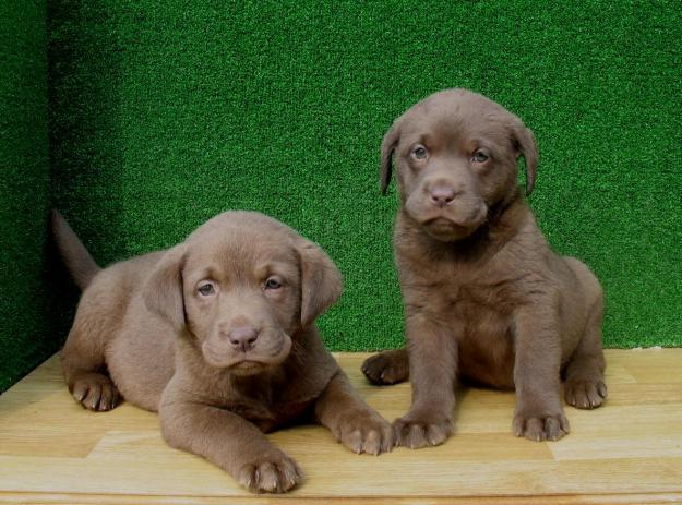 PRECIOSOS LABRADOR RETRIEVER CHOCOLATE,290€