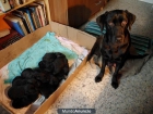 Se venden cachorros de labrador - mejor precio | unprecio.es