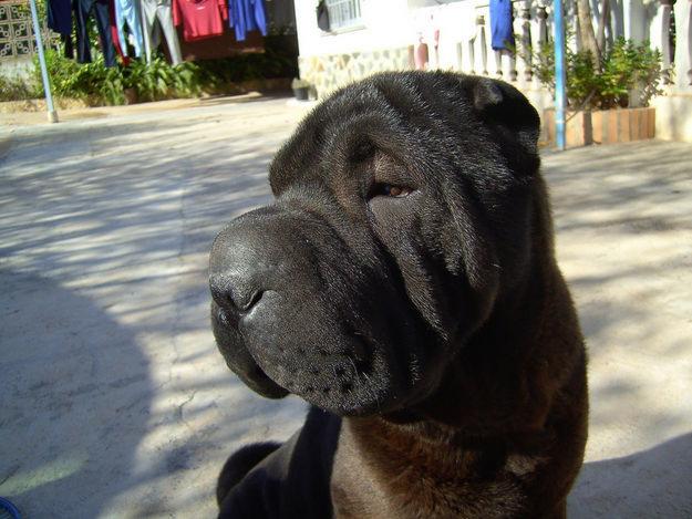 Shar pei para montas