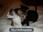 TRES LINDOS GATITOS de un mes SE DAN EN ADOPCIÓN (MADRID CENTRO) - ARGUELLES- MONCLOA - Madrid - mejor precio | unprecio.es