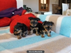 VENDO CACHORRITOOO!!!  YORKSHIRE PRECIOSO! - mejor precio | unprecio.es