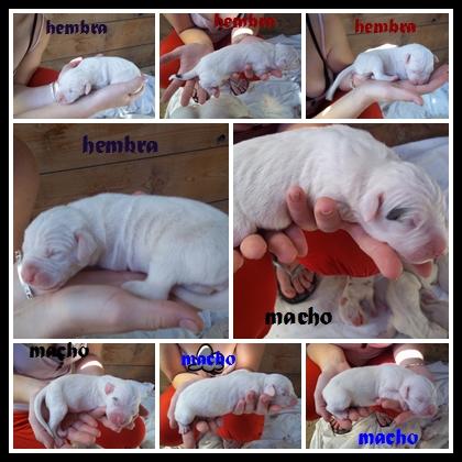 vendo camada de dogo argentino