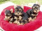 Adorables Yorkshire Super Miniatura , EXCELENTES