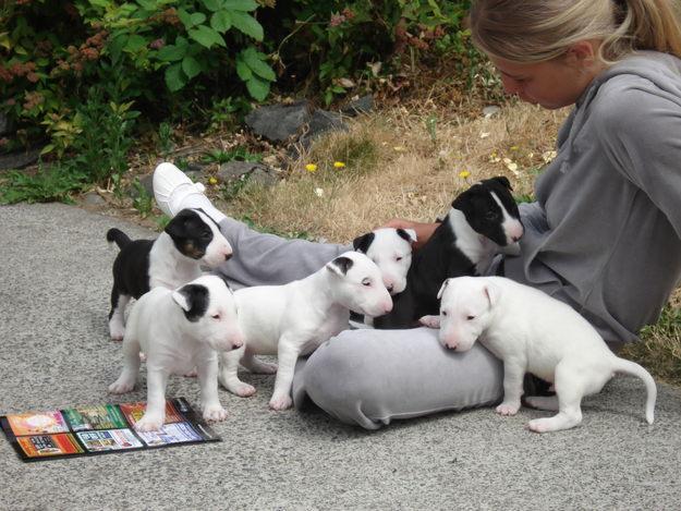 Bull terrier cachorros disponibles