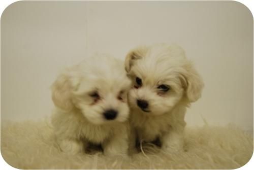 Cachorritos de bichon maltes.