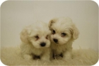Cachorritos de bichon maltes. - mejor precio | unprecio.es