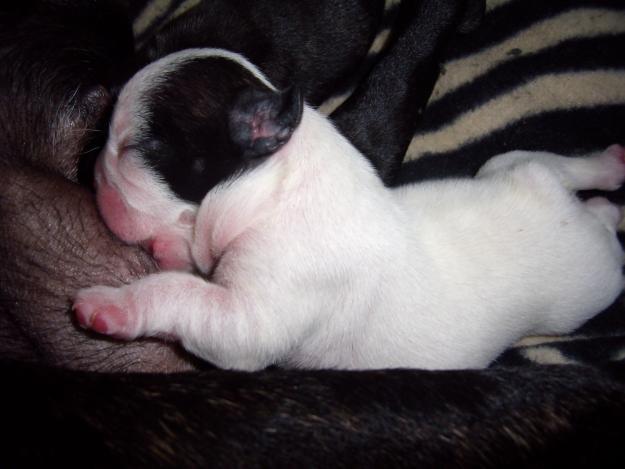 CACHORROS BULLDOG FRANCES ( CAMADA SELECTA)