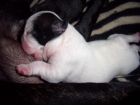 CACHORROS BULLDOG FRANCES ( CAMADA SELECTA) - mejor precio | unprecio.es