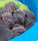 CACHORROS SHAR PEI AZUL - mejor precio | unprecio.es