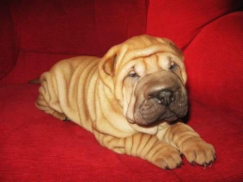 cachorros shar pei  barcelona 300€!!!