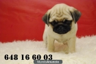 Carlino pug, divertidisimos ejemplares disponibles - mejor precio | unprecio.es