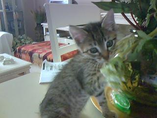Carmelita; gatita muy pequeñita en adopcion