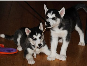 Ojos azules siberian husky cachorros