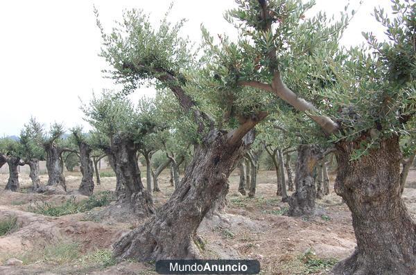 Olivos Centenarios a precio INCREIBLE