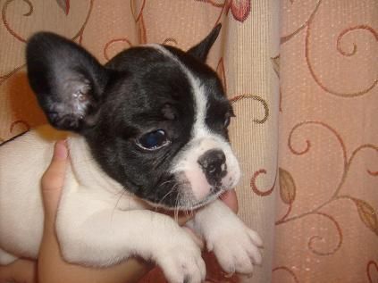 preciosos bulldones nacionales