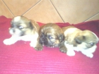 se vende preciosa camada de shih tzu - mejor precio | unprecio.es