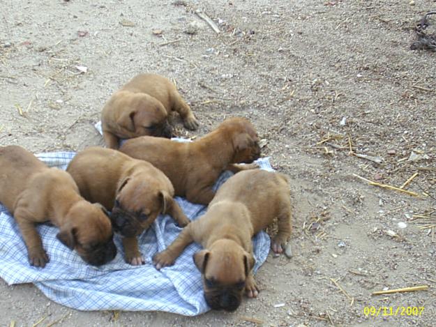 vendo cechorros de boxe