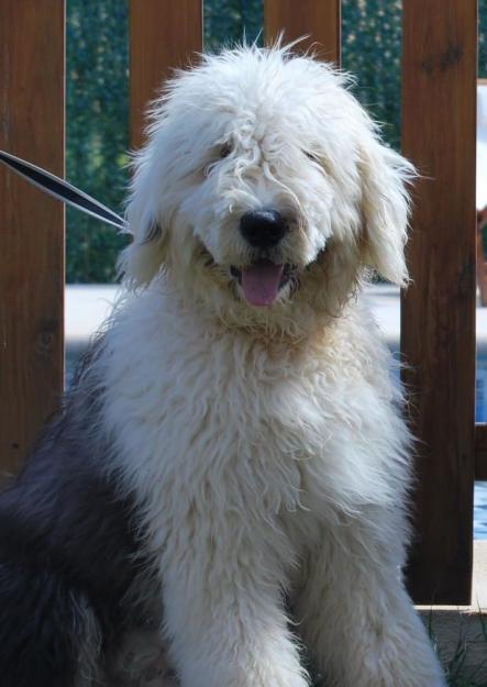 Bobtail busca novia