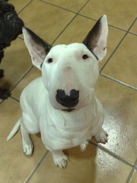 bull terrier busca macho para monta