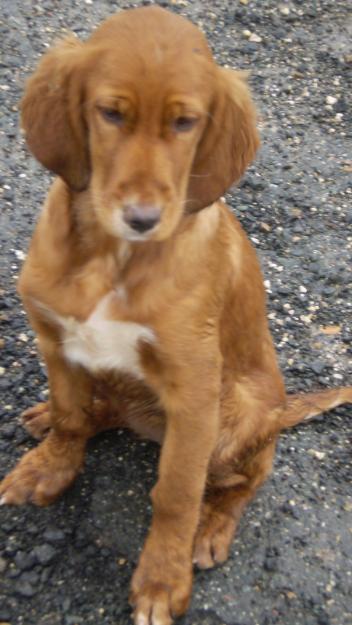 Cachoros de Setter Irlandes