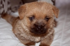 CACHORRO NORFOLK TERRIER En Venta - mejor precio | unprecio.es