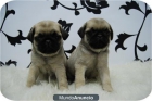 Cachorros de Carlino Pug - mejor precio | unprecio.es