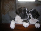 excelentes cachorros de boxer con pedigree - mejor precio | unprecio.es