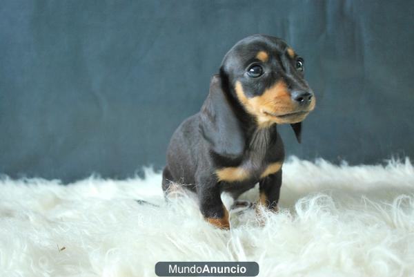 Mini Teckel cachorros en diferentes colores; Fotos de cachorros