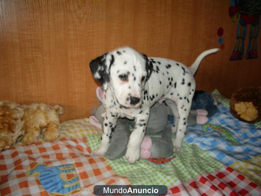 REGALO :    Cachorro de dalmata, esta desparasitado