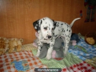 REGALO : Cachorro de dalmata, esta desparasitado - mejor precio | unprecio.es