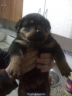 Rottweiler Disponibles Machos Excelentes Ejemplares - mejor precio | unprecio.es
