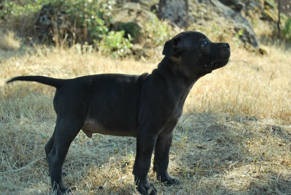 staffordshire bull terrier, cachorros disponibles