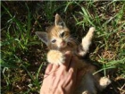Toffy,pequeñin en adopcion - mejor precio | unprecio.es