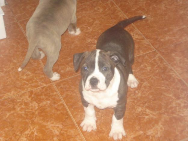 urge muxisimo vender mi cachorro de amstaff