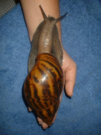 Vendo caracol tigre africano gigante (Achatina Achatina)